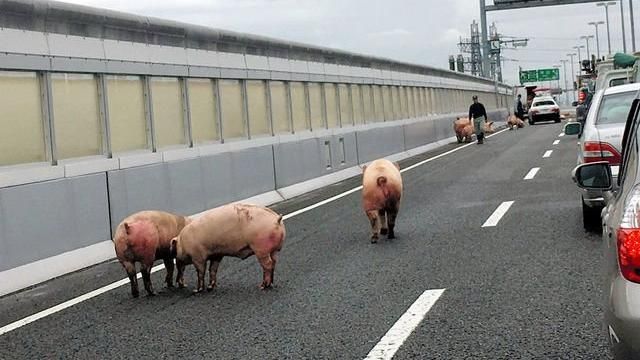 [圖]