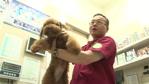 毛小孩也會罹癌!減緩惡化及轉移速度 褐藻醣膠成醫治選項業配