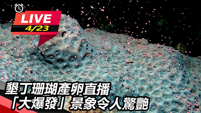墾丁珊瑚產卵直播 「大爆發」景象令人驚艷