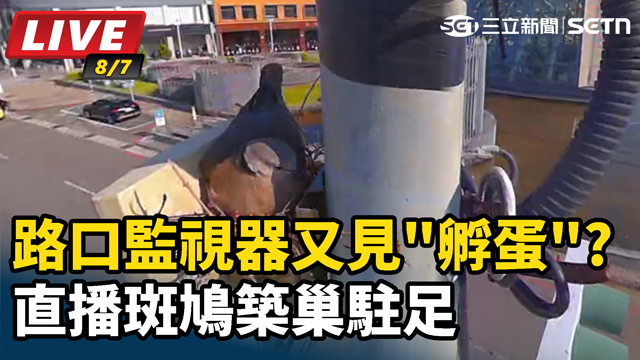 又見孵蛋? 路口監視器直播斑鳩築巢駐足