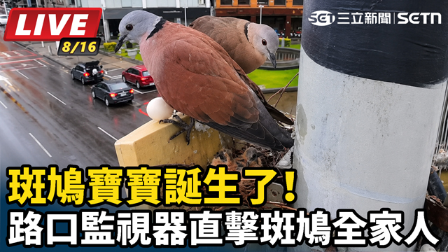 小斑鳩誕生了！ 路口監視器直擊斑鳩寶寶