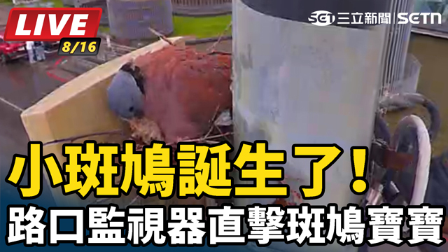 小斑鳩誕生了！ 路口監視器直擊斑鳩寶寶