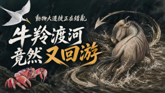 《錯亂的遷徙》三千公里天堂路