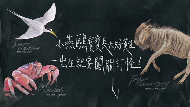 小燕鷗寶寶長大有多難？牠們的夏天回不去了