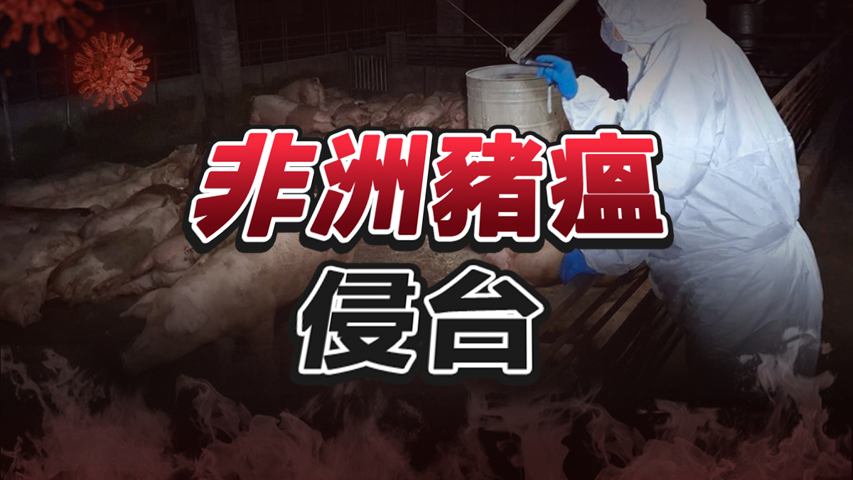 非洲豬瘟侵台