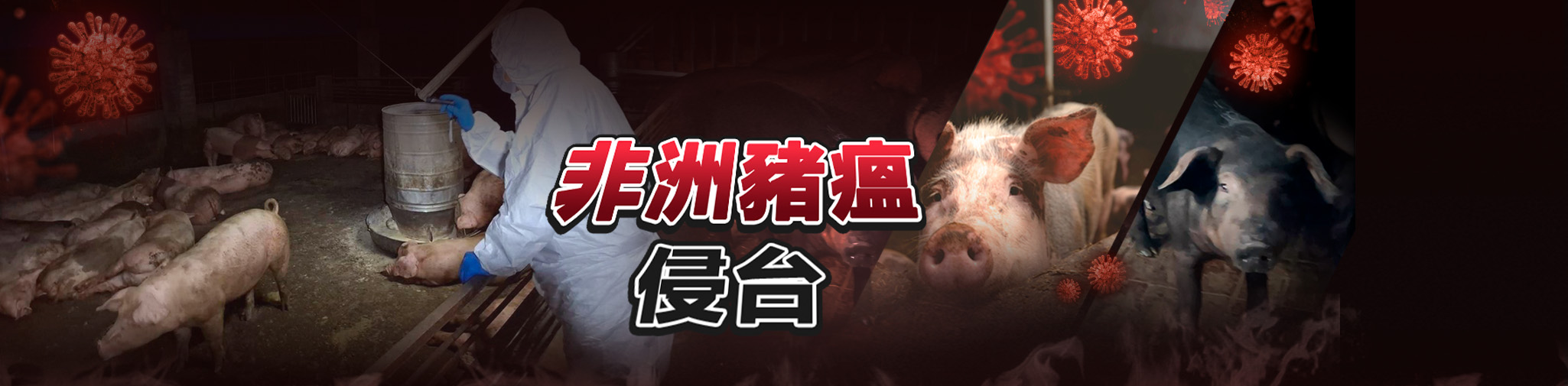 非洲豬瘟侵台