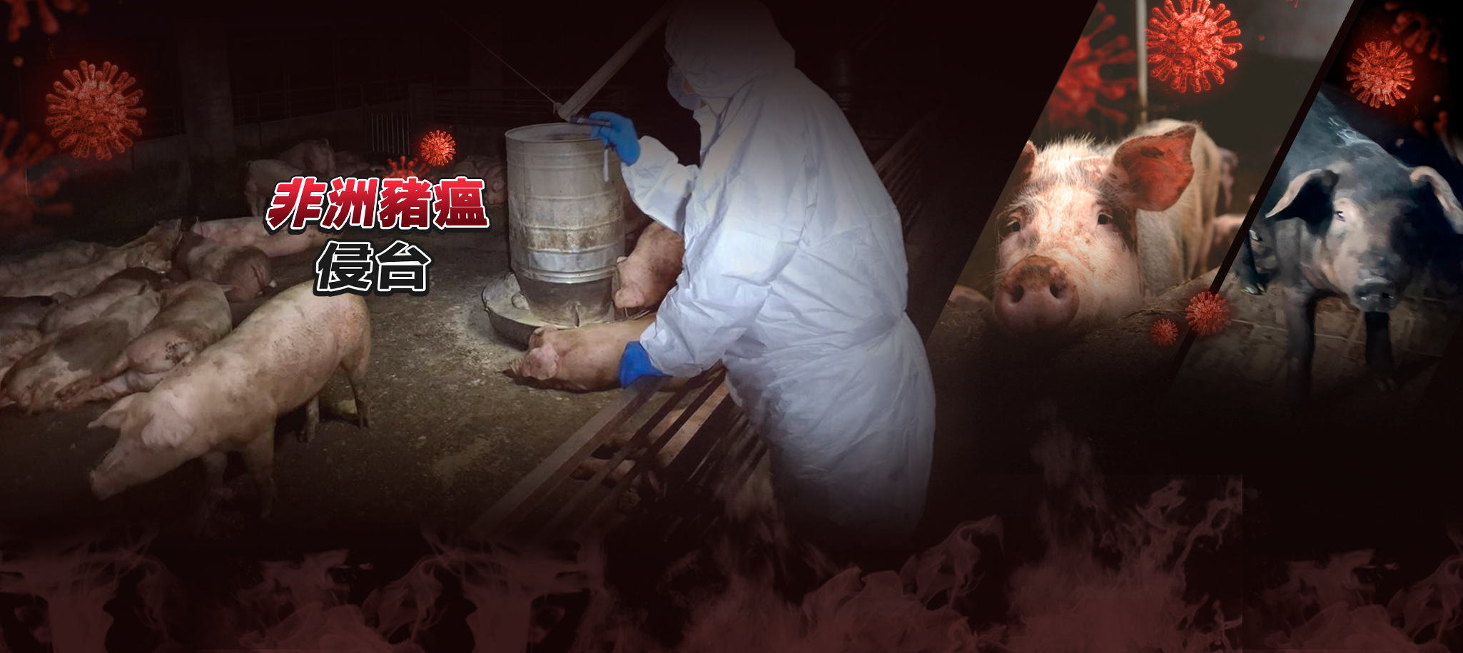 非洲豬瘟侵台