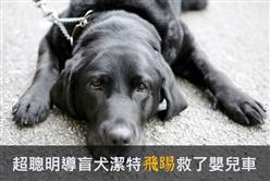 煎蛋／狗狗首圖