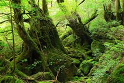 黛博拉看日本／新的開始