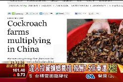 Ｃ賣蟑螂致富1500