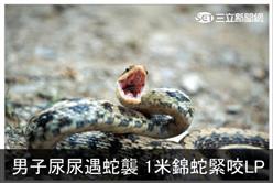 男子尿尿遇蛇襲　1米錦蛇緊咬LP