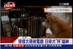 超Q拜貓犬1600