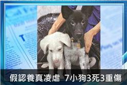 虐狗_蘋果日報