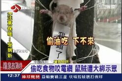 吊鼠賊示眾1200