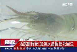 活蝦海水晶1800