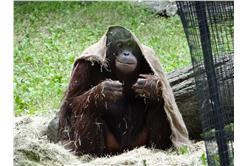 禦寒,動物,動物園,冬天,寒冷