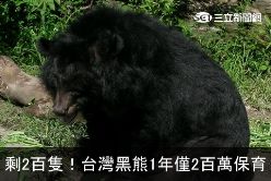 黑熊剩200隻(52)