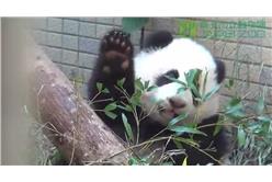 圓仔 翻攝自台北市立動物園影片