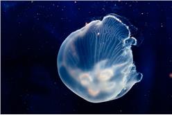 水母
