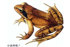 林蛙