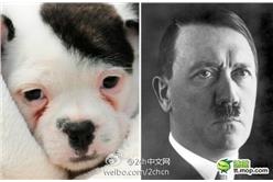 2013年11月28日，照片上這只名叫Patch的小狗長得和獨裁者希特勒一模一樣。據英國DailyMail報導。