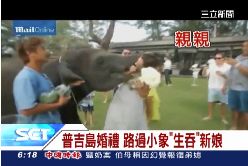 小象吞新娘1600