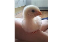 韓網友《曬雞文》竟意外引起廣大迴響喔（宅宅）