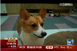 天才嘎逼犬1800