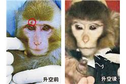 猴子