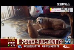 P貓狗大混戰1600