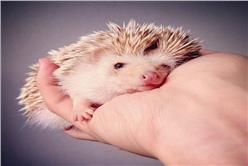 治癒系刺蝟Darcy_卡卡洛普