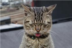 猴硐貓村（blue）