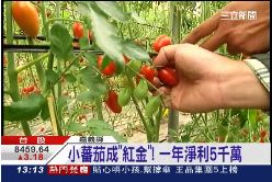 P蕃茄變黃金1200