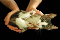 萌寶貝_卡卡洛普