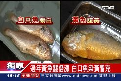 白腹假黃魚1800