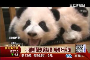 無敵萌小貓熊　舉手投足超吸睛！