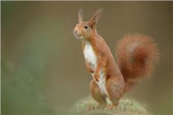 卡卡洛普_超可愛森林住民