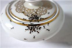 卡卡洛普_爬滿螞蟻的杯子