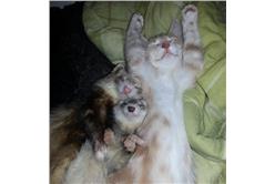 卡卡洛普_當我們睡在一起