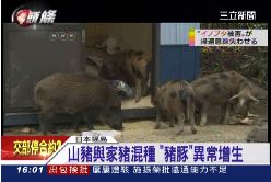 怪豬襲福島1600