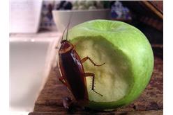 蟑螂 圖片來源：flickr 作者：Neil Turner