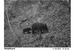 台灣黑熊,冬眠,台東林管處,林務局,動物