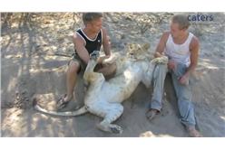 大貓獅子(影片截圖)