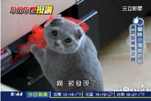 肥貓偷零食被抓包　大眼賣萌求主原諒