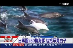 日殘忍捕鯨1100.