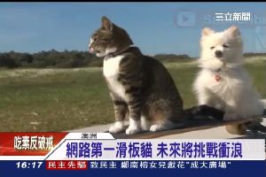 滑板狗不稀奇　滑板喵耍特技才酷翻了