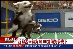 狗狗超級盃1600