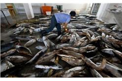 煎蛋名家鯊魚屠宰場