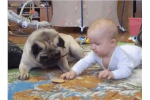 巴哥犬決鬥小男嬰！超萌無辜樣超可愛