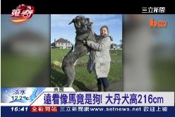 愛犬比馬高1600